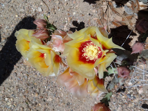 Opuntia violacea var. macrocentra