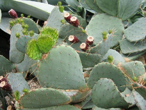 Opuntia phaeacantha var. major