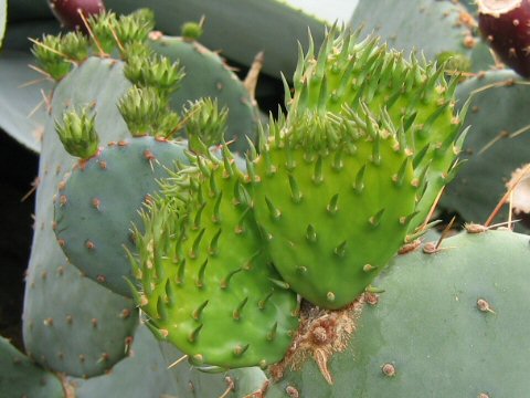 Opuntia phaeacantha var. major