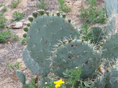 Opuntia phaeacantha var. major