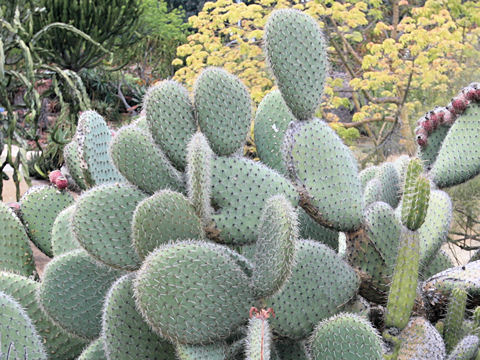 Opuntia pilifera