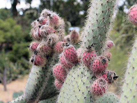 Opuntia pilifera