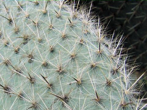 Opuntia pilifera