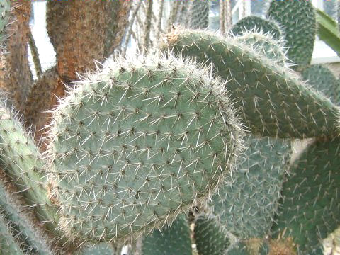 Opuntia pilifera