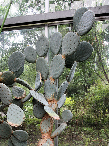 Opuntia robusta