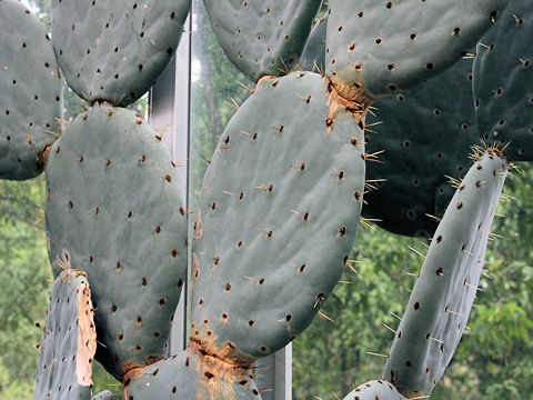 Opuntia robusta