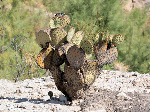 Opuntia rufida