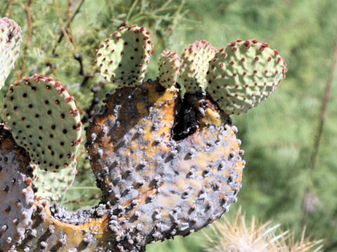 Opuntia rufida