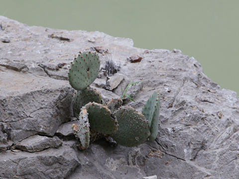 Opuntia rufida