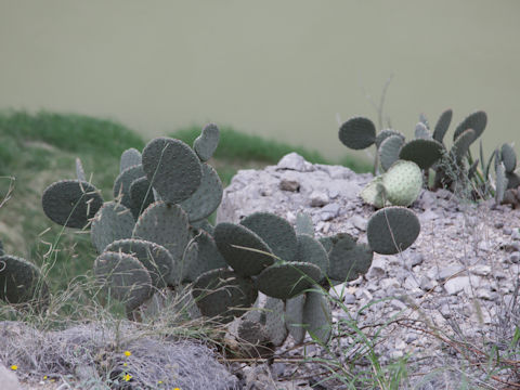 Opuntia rufida