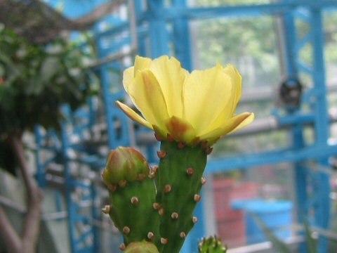 Opuntia schumanni