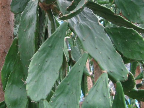 Opuntia schumanni