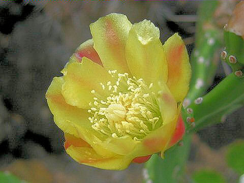 Opuntia vulgaris