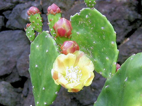 Opuntia vulgaris