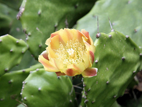 Opuntia vulgaris