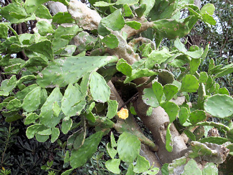 Opuntia vulgaris