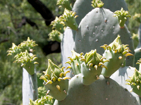 Opuntia vulgaris