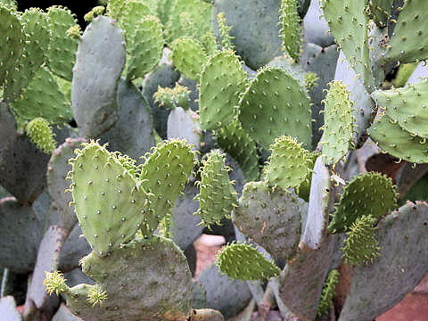 Opuntia vulgaris