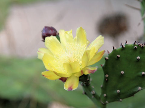 Opuntia vulgaris