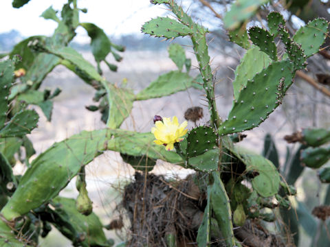 Opuntia vulgaris