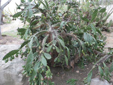 Opuntia vulgaris