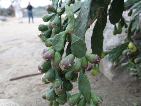 Opuntia vulgaris