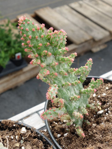 Opuntia vulgaris