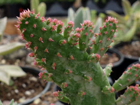 Opuntia vulgaris