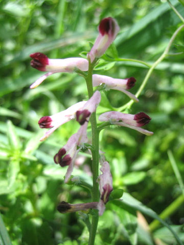 Corydalis bulbosa