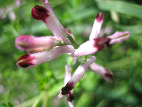 Corydalis bulbosa