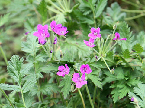 Erodium cicutarium