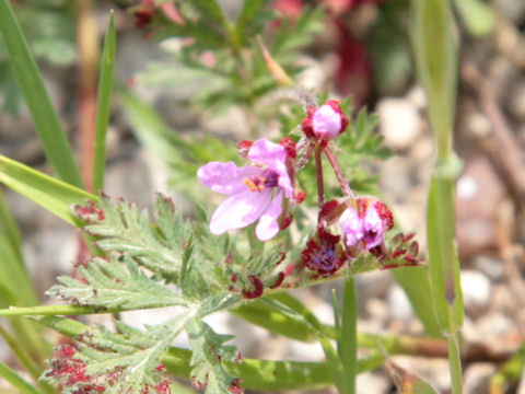 Erodium cicutarium