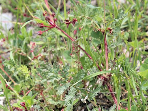 Erodium cicutarium