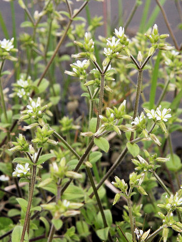 Cerastium glomeratu