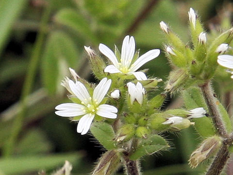 Cerastium glomeratu