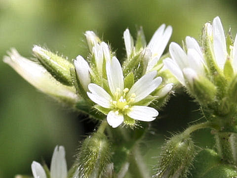 Cerastium glomeratu