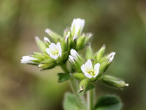 Cerastium glomeratu