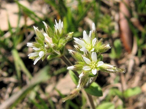 Cerastium glomeratu