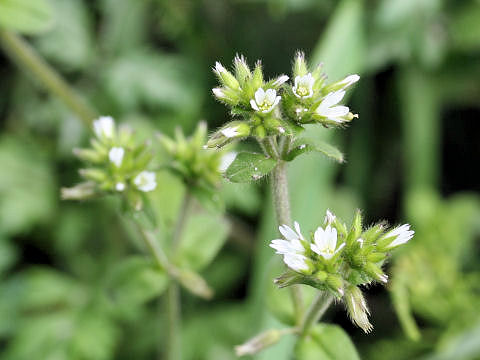 Cerastium glomeratu