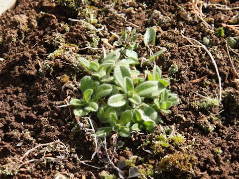 Cerastium glomeratu