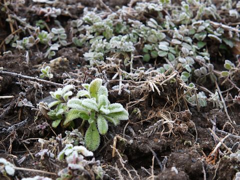 Cerastium glomeratu