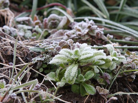 Cerastium glomeratu