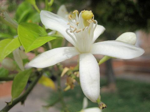 Citrus sinensis