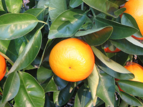 Citrus sinensis