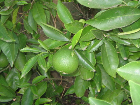 Citrus sinensis