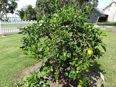 Citrus sinensis cv. Navel orange