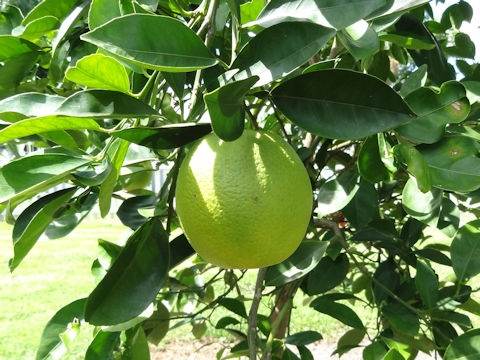 Citrus sinensis cv. Navel orange