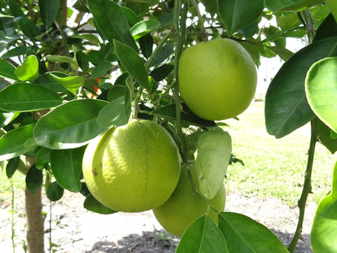 Citrus sinensis cv. Navel orange