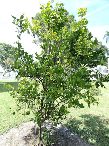 Citrus sinensis