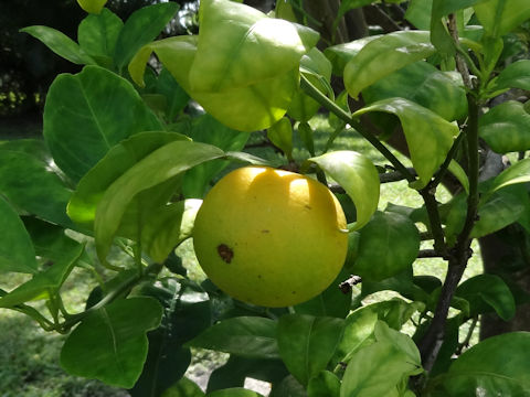 Citrus sinensis